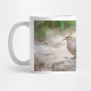 Handsome Mourning Dove Mug